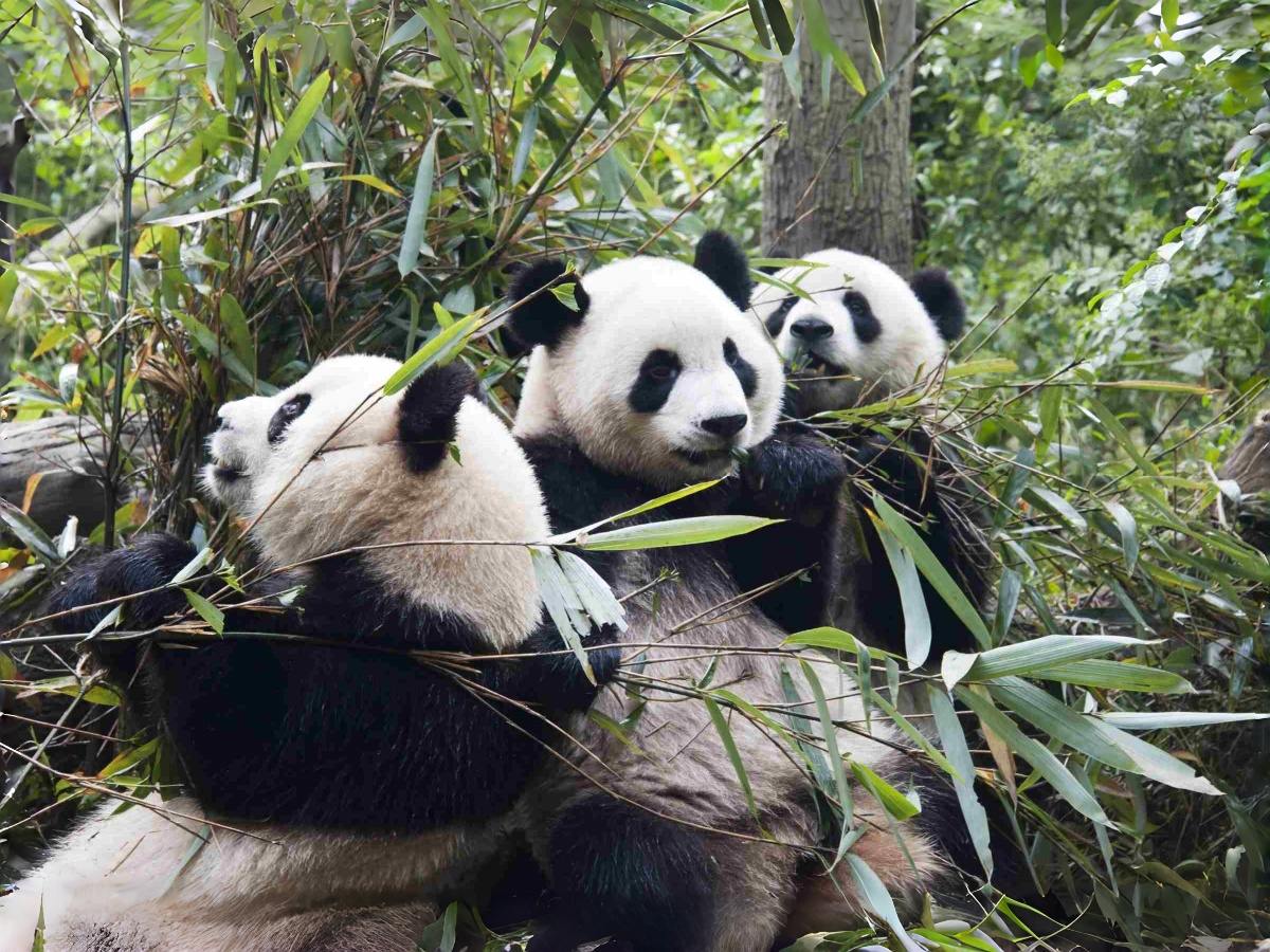 Chengdu Pandas